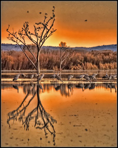 blue sunset red orange newmexico color nature birds silhouette yellow photoshop landscape geese rojo aqua azure colores cranes bleu amarillo marsh nm migration joeldeluxe naranja hdr 202 bosquedelapache wetland sandhillcranes cacophony snowgeese wildife howitfeels