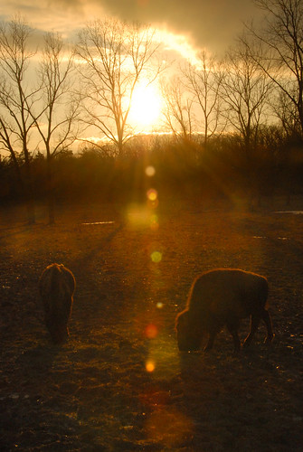 winter sunset orange sunlight cold buffalo december shine eating indiana rays plains bison shining wildwest grazing beasts sunspots wellscounty ouabachestatepark treesintheevening