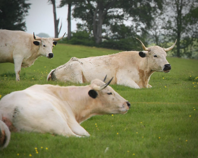 Famous White Cows of Dinefwr Castle  Flickr  Photo Sharing!