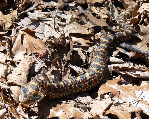 park ohio orange brown nature pattern reptile snake wildwood herp metropark hognose heterodonplatirhinos easternhognose