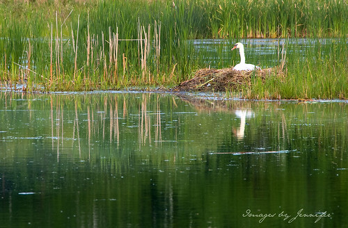 reflection reeds swan pond nest michigan ottawacounty 18200vrlens nikond80