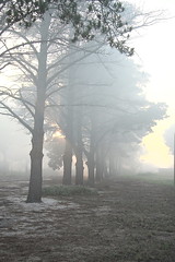 Tree Line Mist