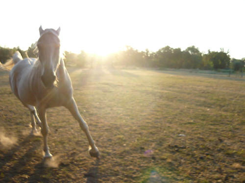 sunset horses running pasture arabian charginghorse