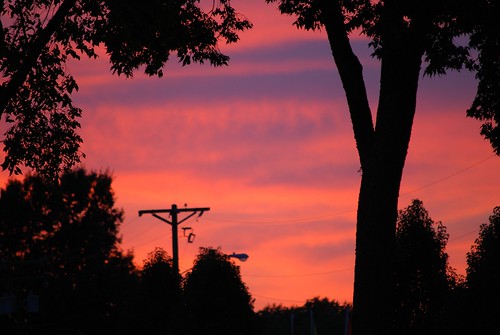 trees sunset silhouette pinksunset firey prettysunset