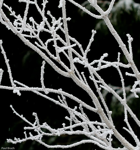 winter snow macro cool frost herbs 100mm crop highkey twigs 40d