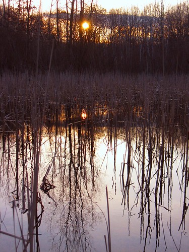 park sunset spring cmu mtpleasant easternnorthamericanature vietswoods veitswoods