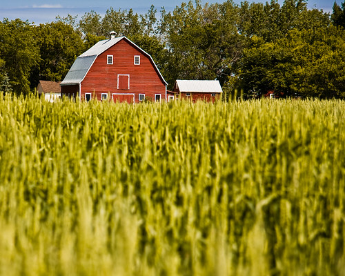 red field barn rural dof wheat manitoba prairie grandepointe