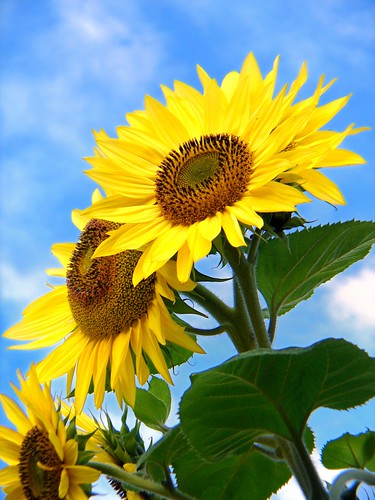 morning flower yellow bluesky sunflower markham