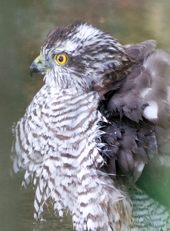 Photograph titled 'Eurasian Sparrowhawk'