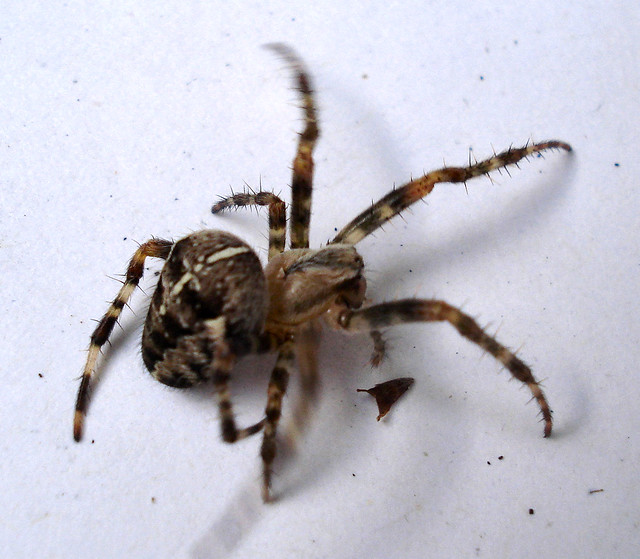 British spider