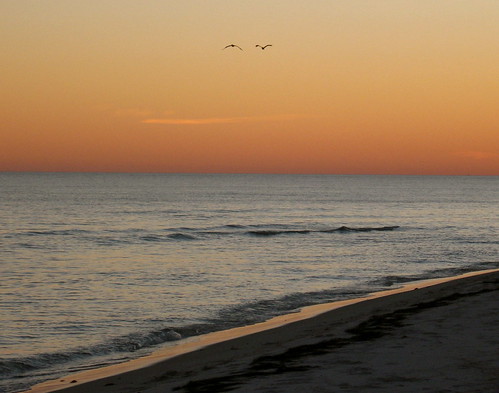 sunset beach water birds florida dogisland