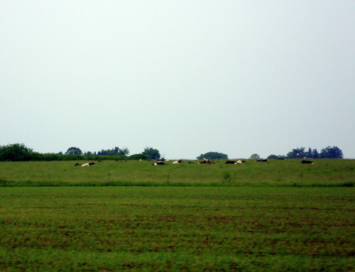trees sky tree field wisconsin cow cattle cows cloudy overcast lynn pasture greenery wi