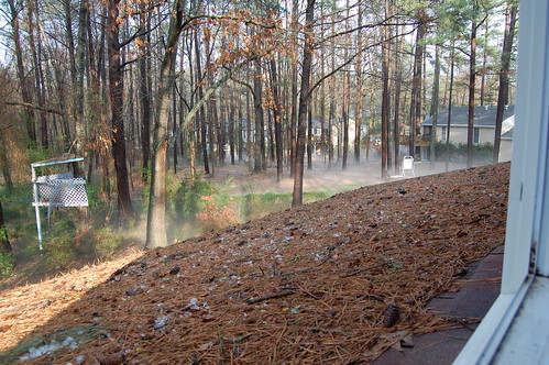 trees mist hail backyard treehouse