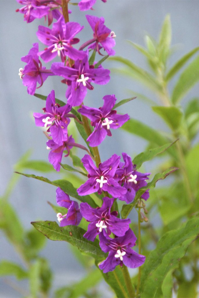 Yukon Fireweed - a photo on Flickriver