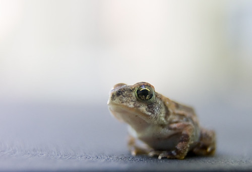 baby macro orlando dof florida small frog depthoffield tiny extensiontube flickrchallengewinner