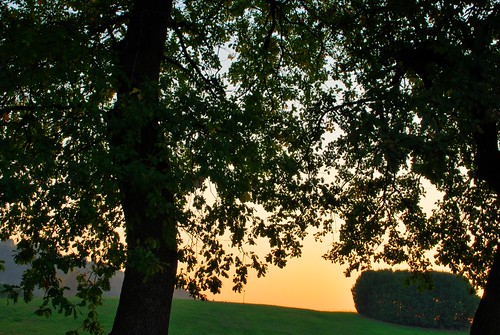sunset sky italy tree nature grass leaf italia tramonto natura erba cielo foglia albero pesaro hdr marche nikond60 quintonpu