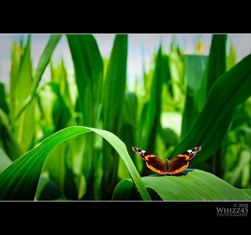 france green field animals butterfly landscape outdoors insects loiret saintdenisdelhotel