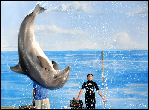 ocean blue water animal frozen jump nikon colorful action shots dolphin twirl creature highspeed outstanding d300 outstandingshots platinumphoto aplusphoto diamondclassphotographer flickrdiamond