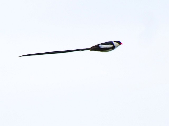 Viuva //  Pin-tailed whydah