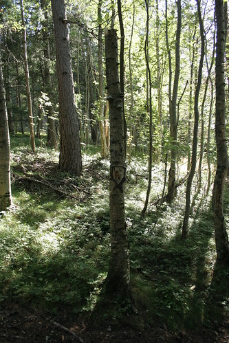 summer tree forest dead august carving birch 2008 dea