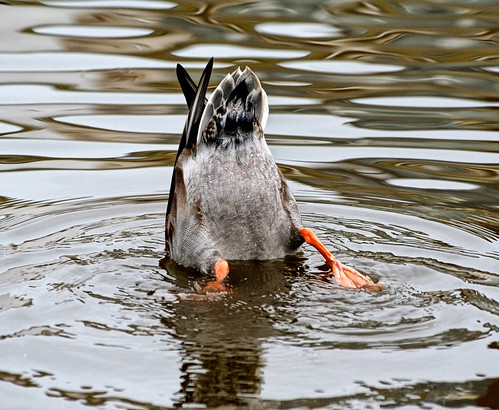 uk england bird duck unitedkingdom mallard drake juvenile bexhill duckdive egertonpark overtheexcellence larigan phamilton welcomeuk