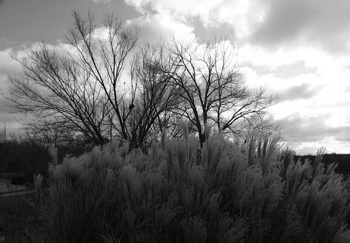 trees sky bw grass blackwhite tokina1224 tokina overlandparkarboretum
