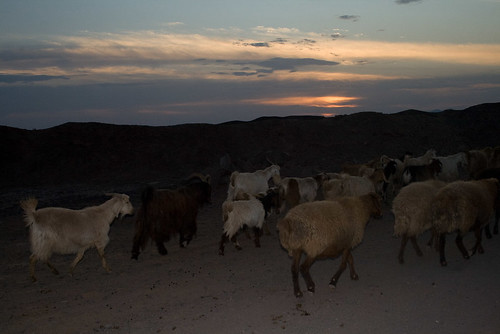 village sheep shahrud torud shahroud satveh deserttorudsunset