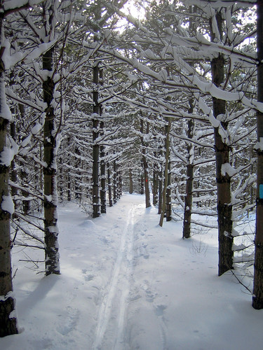 Kolapore Ski Trail Through the Pines