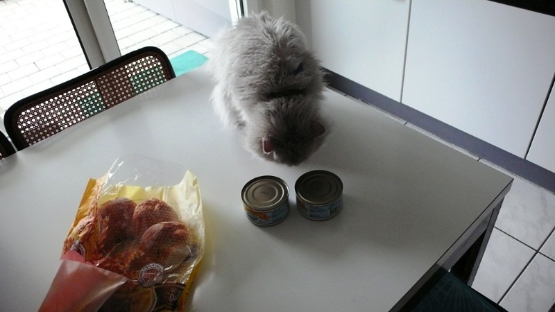 Fluffy discovers the tuna fish tins