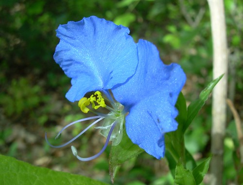 blue flower yellow widowstears commelinaerecta erectdayflower