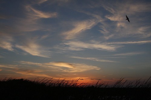 sunset galveston bird clouds texas tx dunes houston explore eastbeach lenshouston