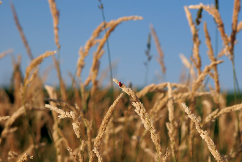 red sky field bug golden little wheat