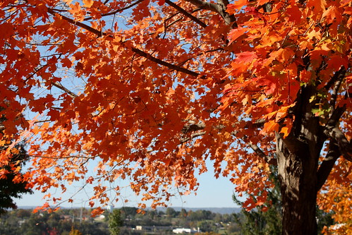 autumn mountains color fall leaves harrison foliage arkansas ozark maplewoodcemetery 450d