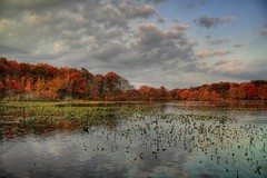 Mill Pond in Fall