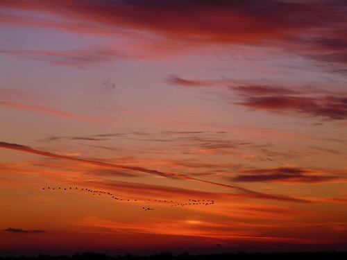 orange sun geese sunsets brantford colourfulskies anawesomeshot goldstaraward