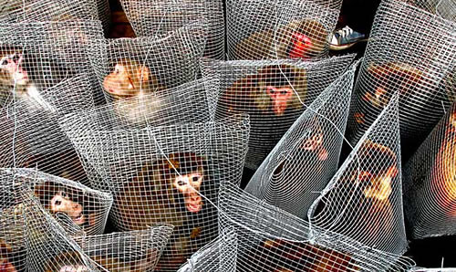 Caged monkeys await their fate