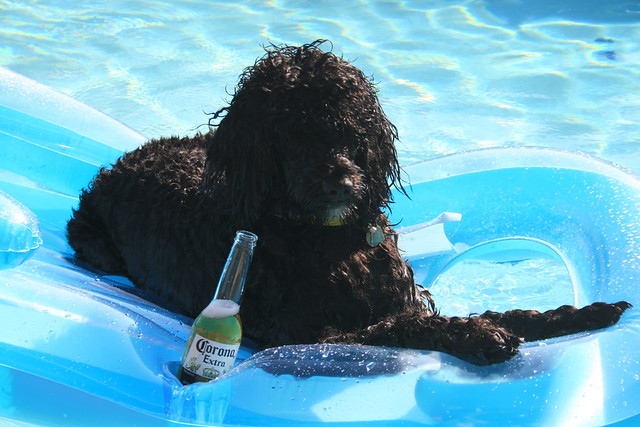 Portuguese Water Dog (maybe Beer Dog!)
