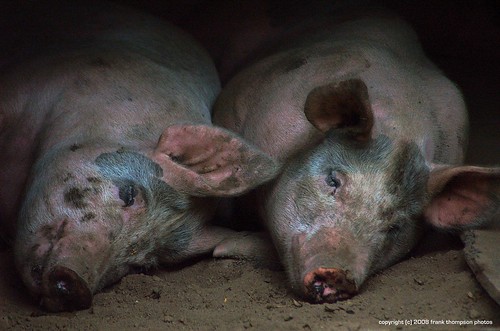 piggy pig kansas swine farmanimal overlandpark deannarosefarmstead ilovemypics