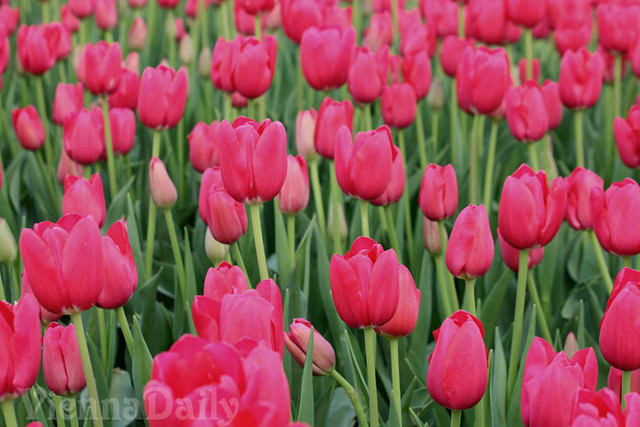 tulpen fuchsia, tulips