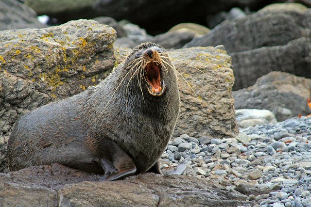 Barking Seal | Flickr - Photo Sharing!