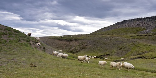 blue sky holiday iceland sheep running northern ferðalag kindur skagafjörður skagafjordur norðurland víkur skagatá skagata