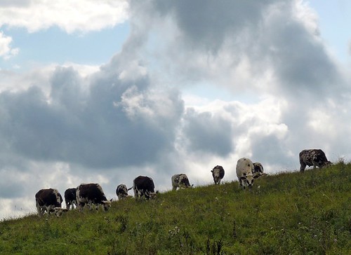 france cow normandie normandy paysdauge calvados vache takeitoutside natureselegantshots
