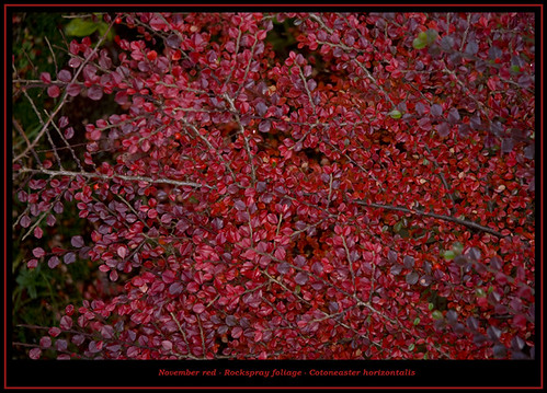 november red newfoundland berries foliage shrub mygarden cotoneasterhorizontalis portugalcovestphilips