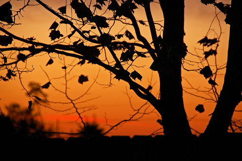 sunset silhouette florida sycamore debary