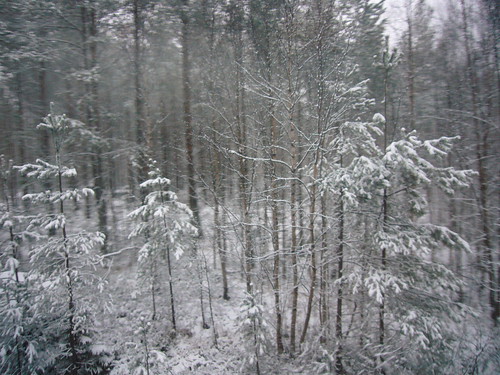 trees winter snow norway