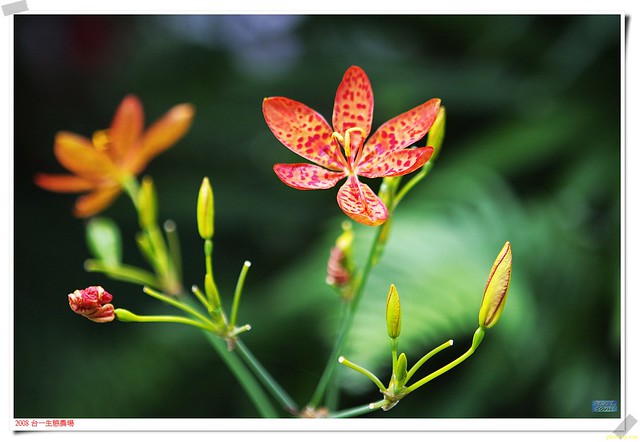 Photo: Leopard lily