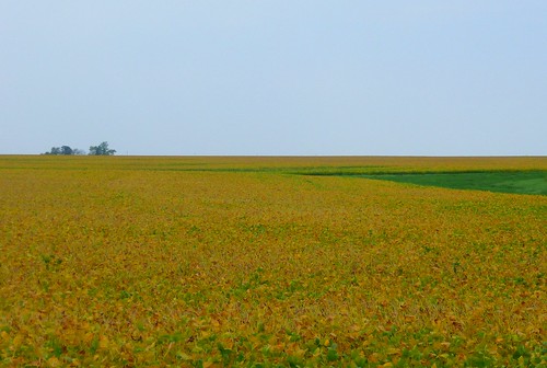 field il soybeans sadorusillinois