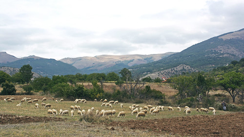 rural village sheep macedonia ljubanci