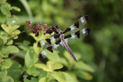 flower dragonfly maine sigma raymond odonata libellulapulchella twelvespottedskimmer eos400d