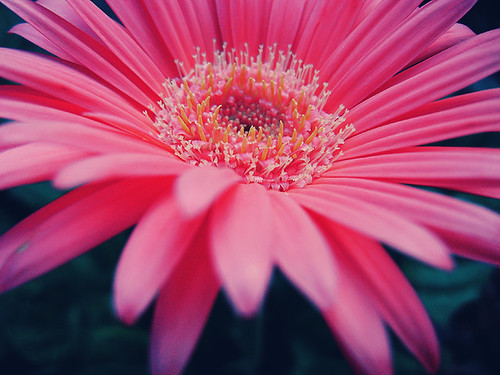 pink flower color nature contrast daisy